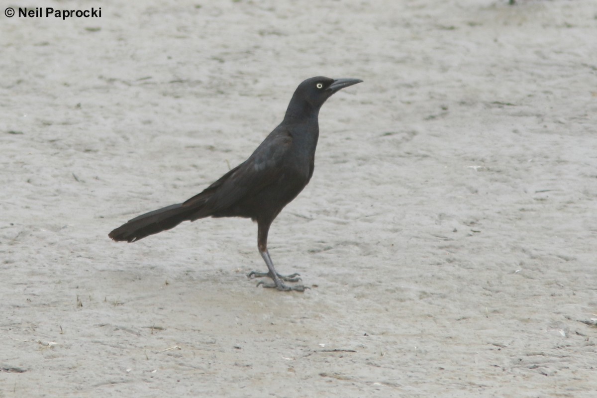 Great-tailed Grackle - ML102822851