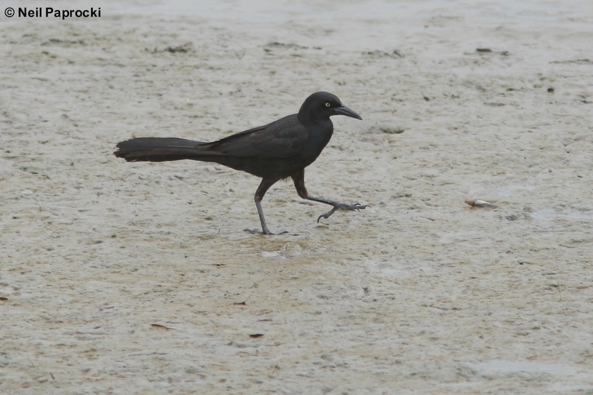 Great-tailed Grackle - ML102822871