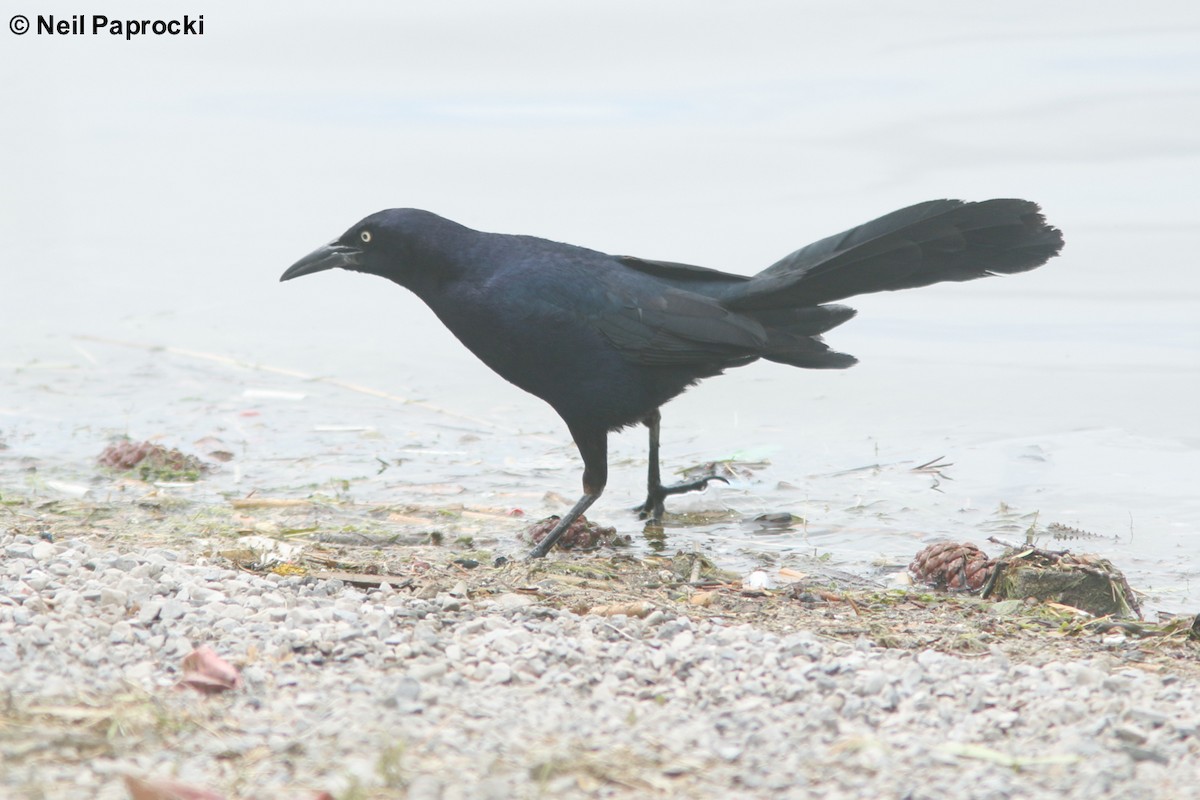 Great-tailed Grackle - ML102822881