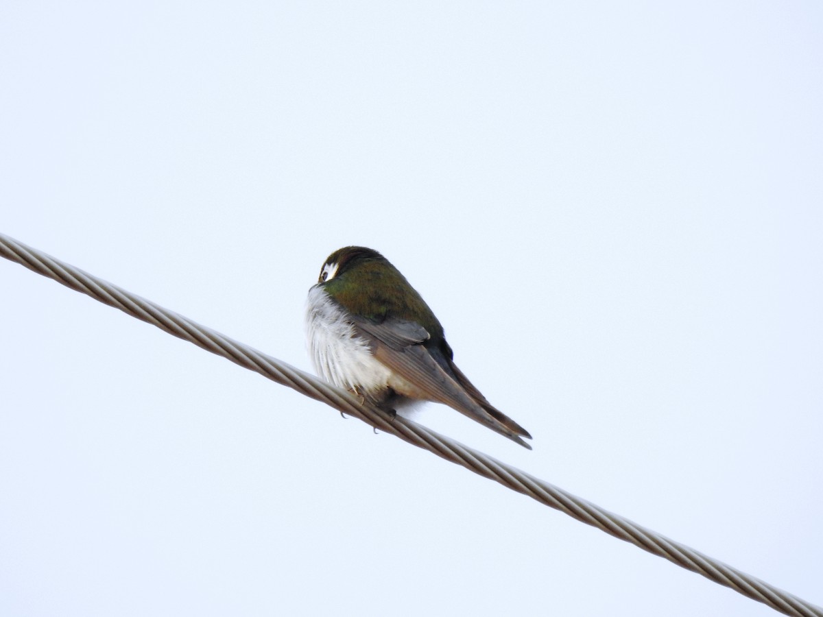 Violet-green Swallow - Steve Butterworth