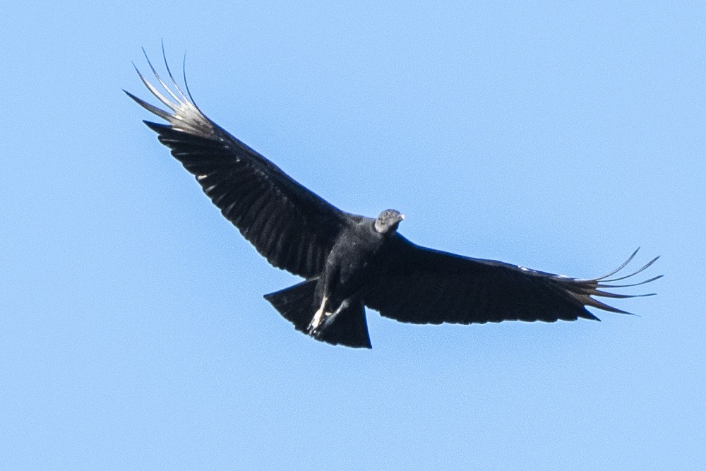 Black Vulture - David Bishop