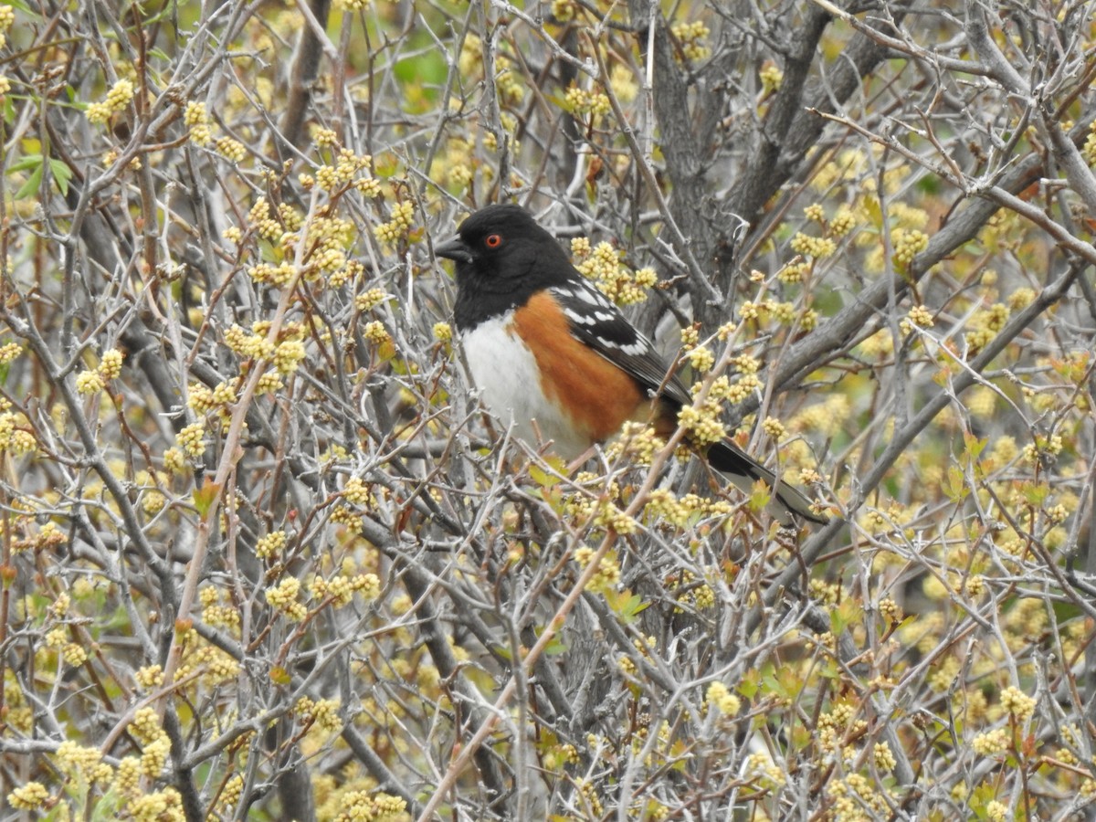 Spotted Towhee - ML102827491