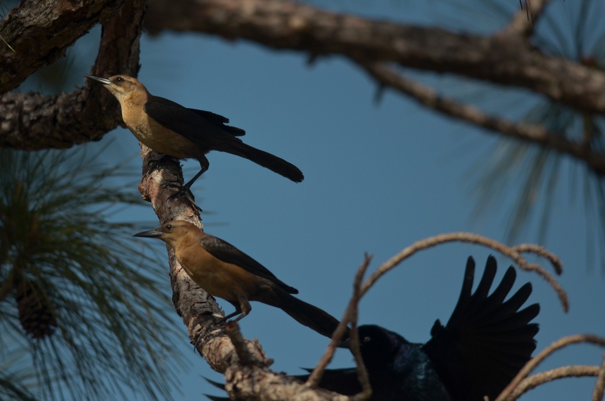 Boat-tailed Grackle - ML102828781