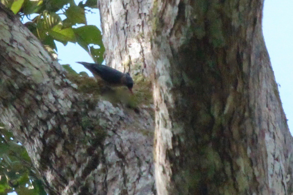 Velvet-fronted Nuthatch - ML102828871