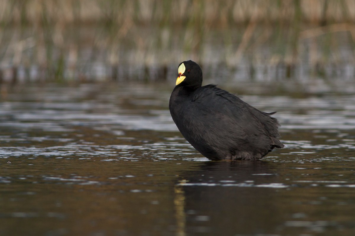 Red-gartered Coot - ML102829671