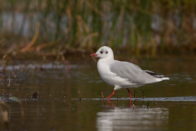 Brown-hooded Gull