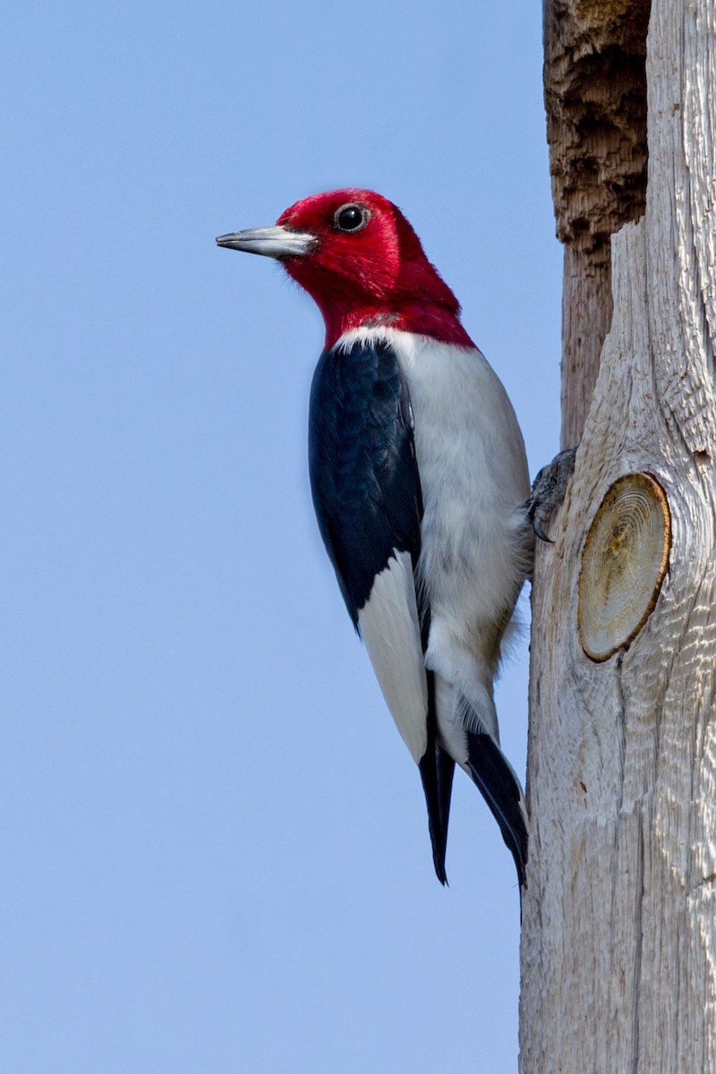 Red-headed Woodpecker - Bob Shettler