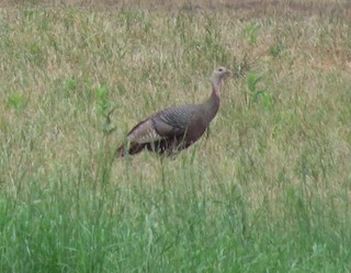Wild Turkey, ML102831971