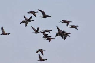 Brant, ML102834401