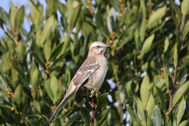 Bird from Central Chile with lighter coloration. - Chilean Mockingbird - 