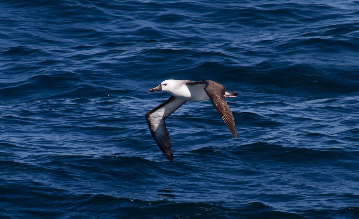 Atlantic Yellow-nosed Albatross - Santiago Imberti