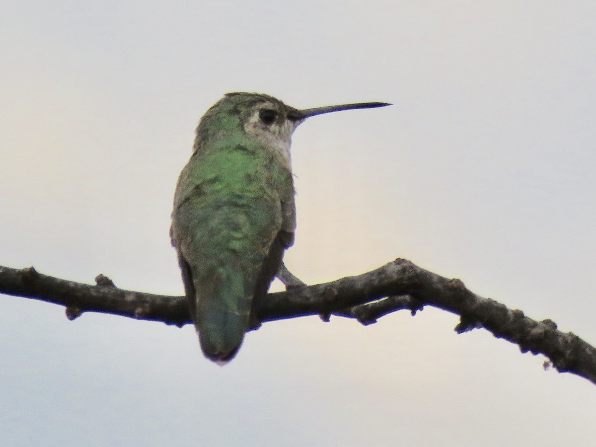 Broad-tailed Hummingbird - Eric Wier