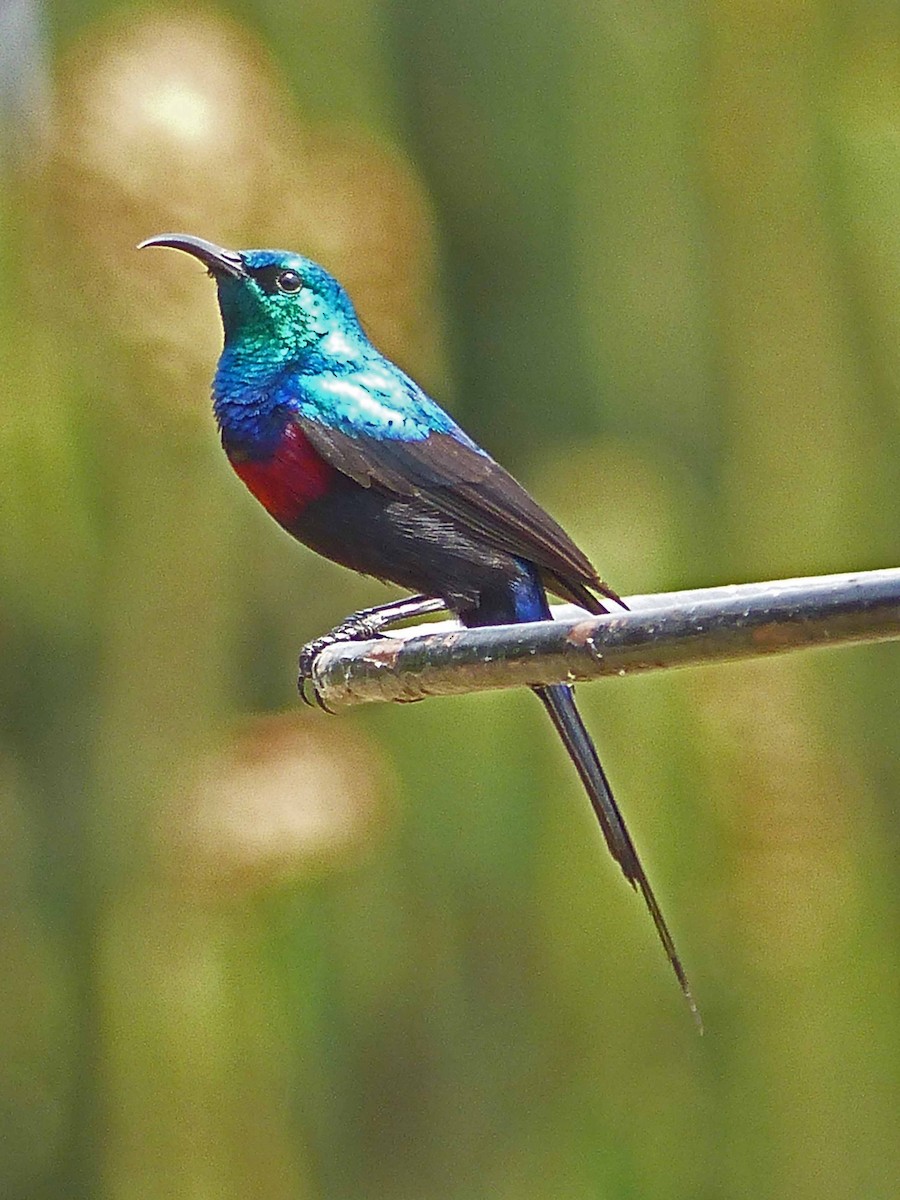 Red-chested Sunbird - ML102839701