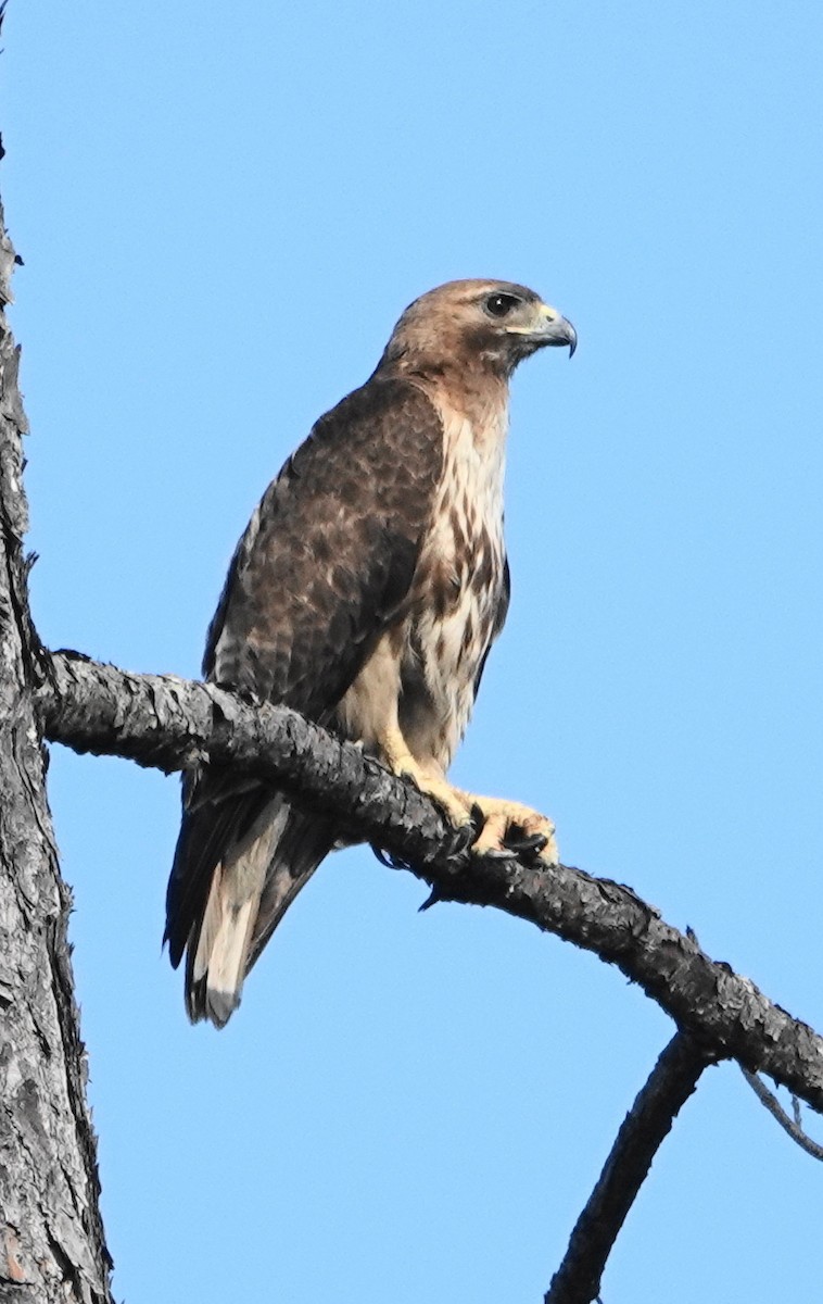 Red-tailed Hawk - ML102843191