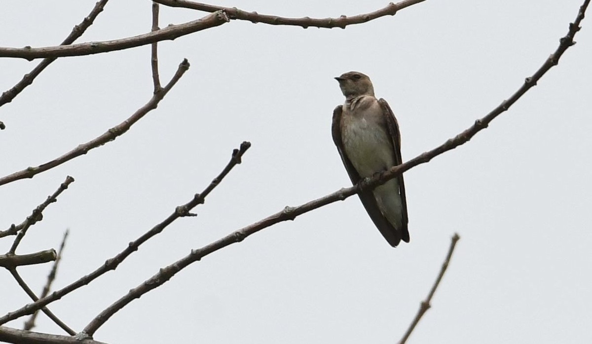 Northern Rough-winged Swallow - ML102848161