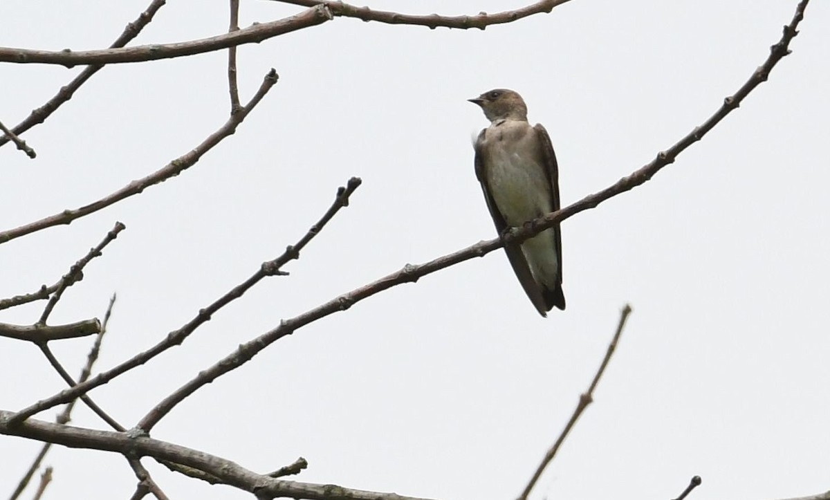 Northern Rough-winged Swallow - ML102848171