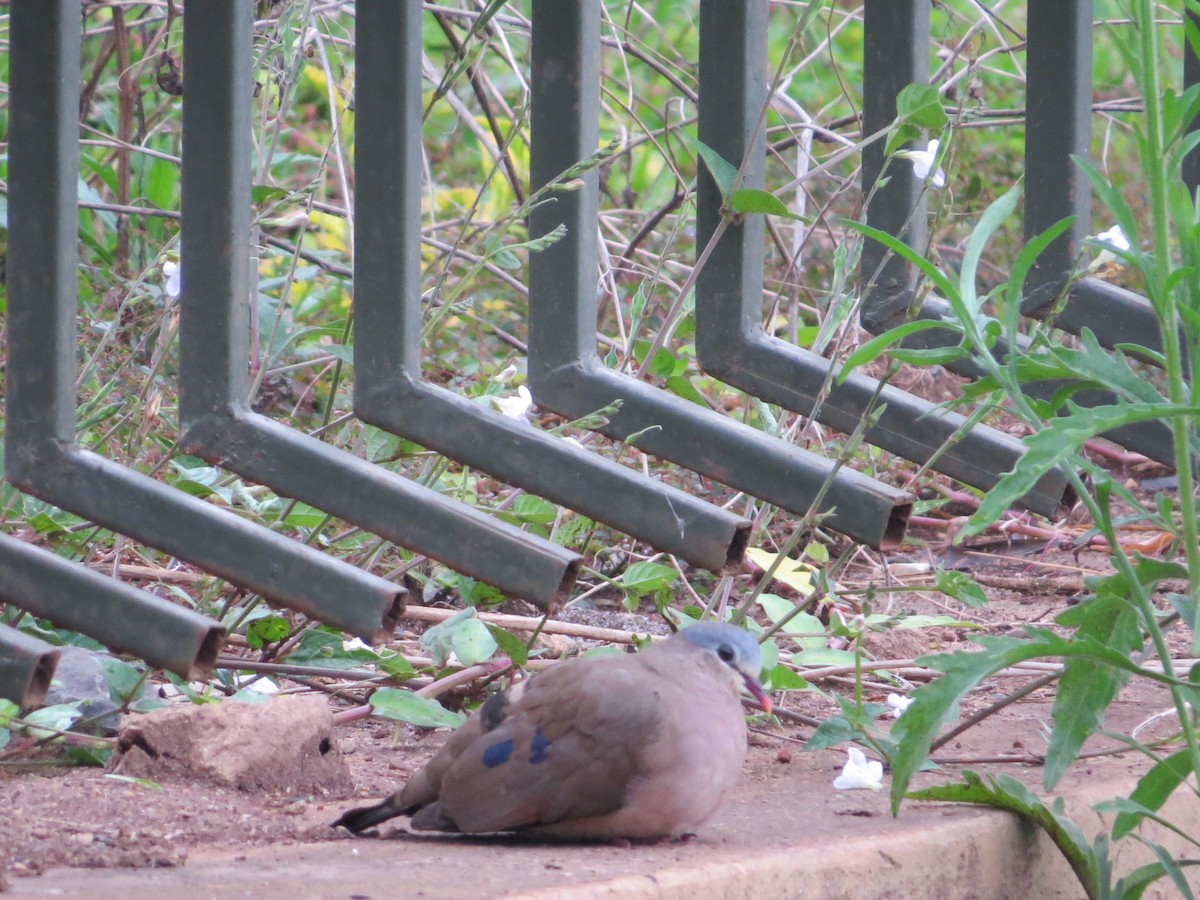 Blue-spotted Wood-Dove - ML102849831