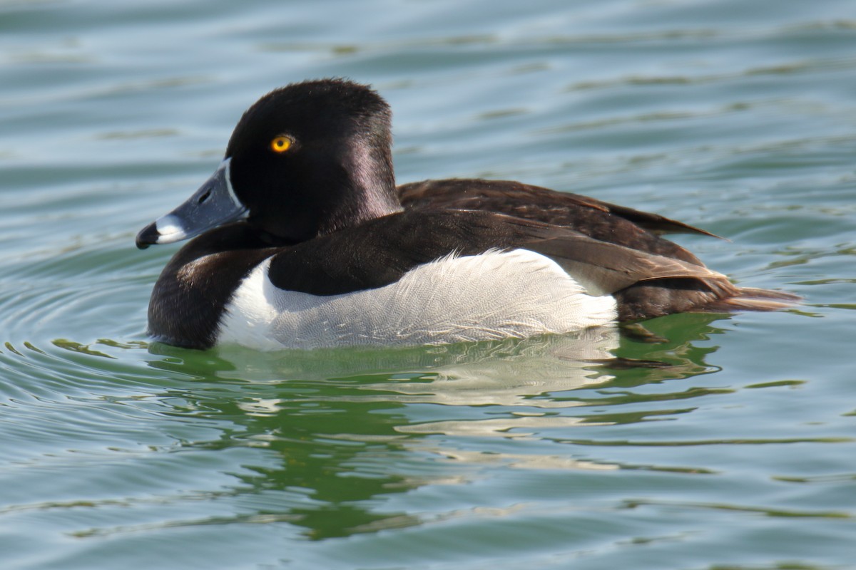 Ring-necked Duck - gord smith