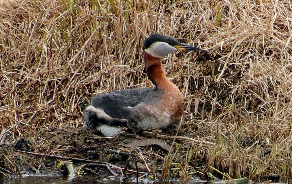 Red-necked Grebe - ML102850951