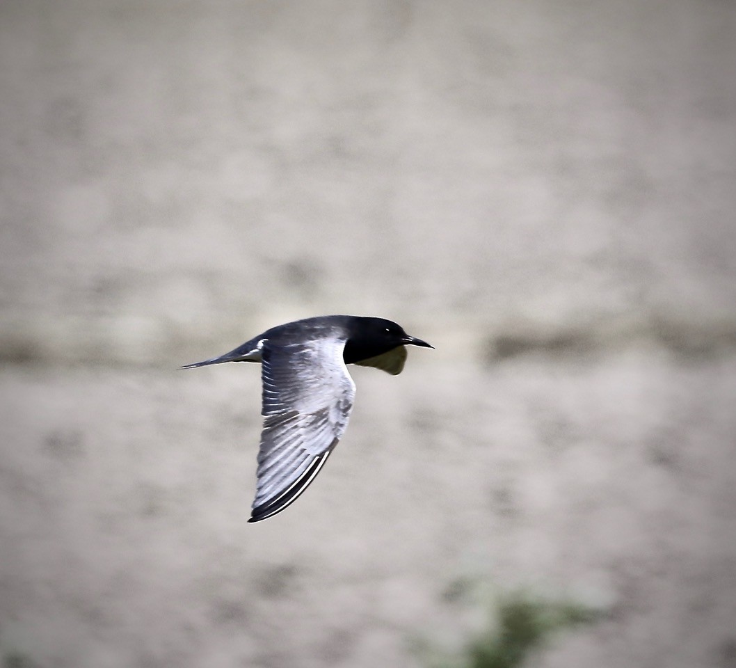 Black Tern - Daniel Coderre