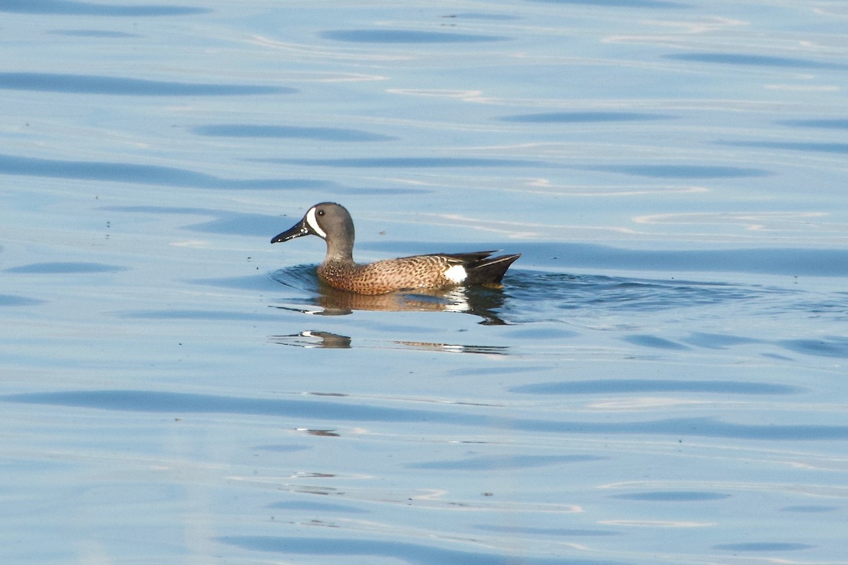 Blue-winged Teal - ML102851011