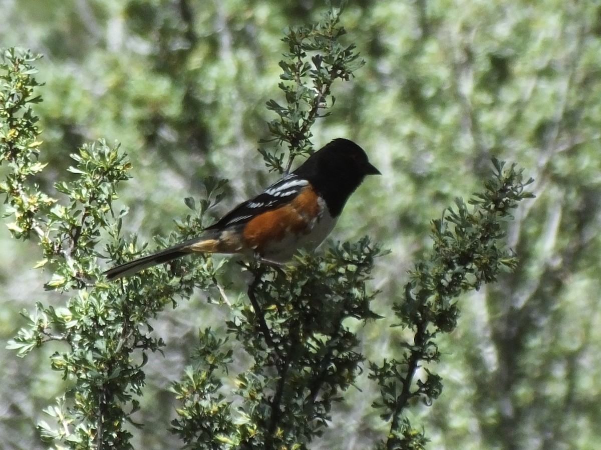Spotted Towhee - ML102851321