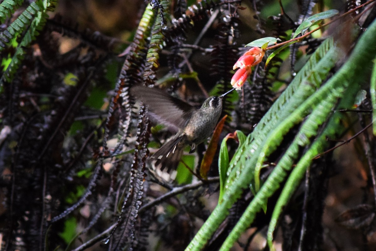 Speckled Hummingbird - Francisco Peña
