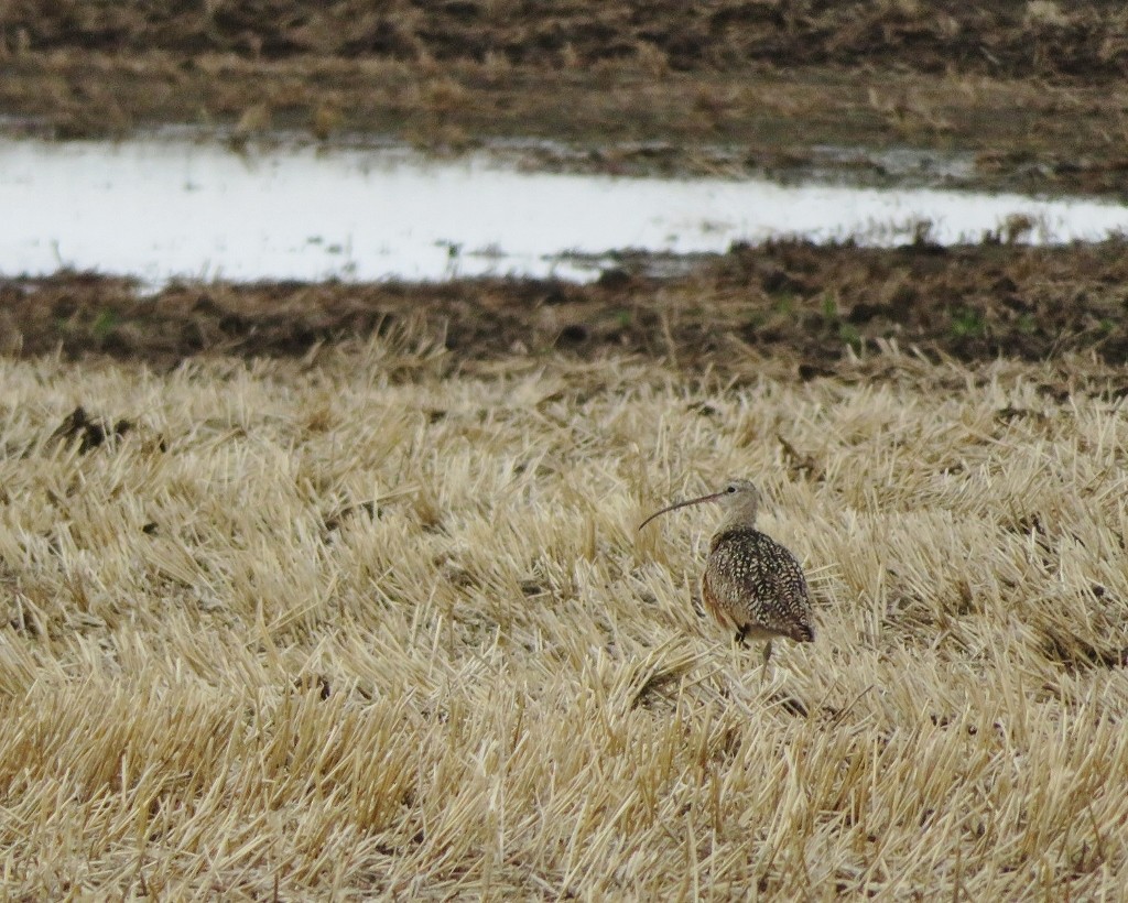 Long-billed Curlew - ML102862401