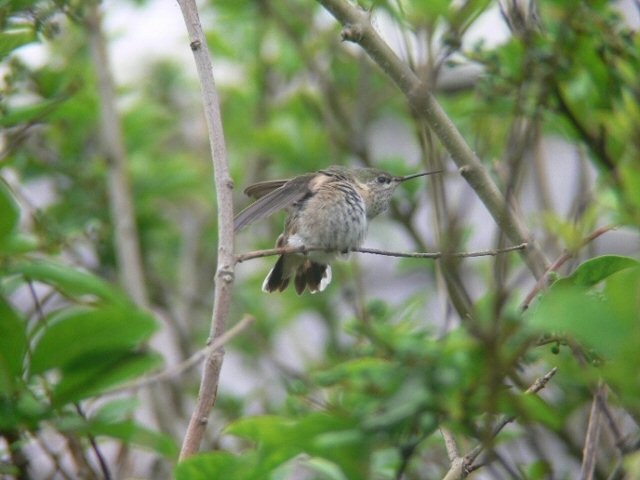 Calliope Hummingbird - ML102864731