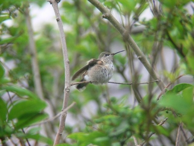 Calliope Hummingbird - ML102864741