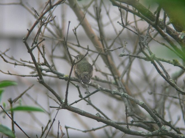 Calliope Hummingbird - Marshall Iliff
