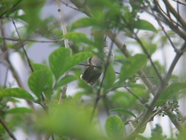Calliope Hummingbird - Marshall Iliff