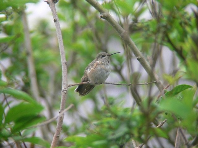 Calliope Hummingbird - ML102864771