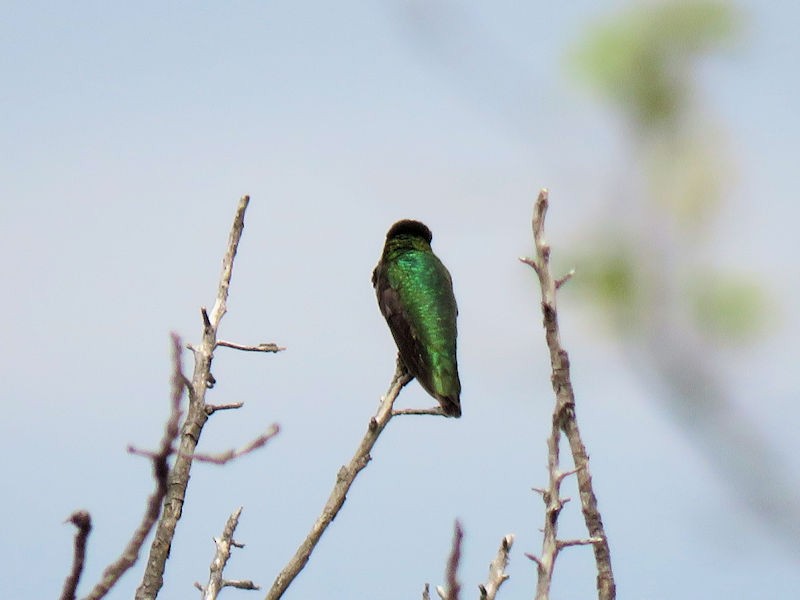 Anna's Hummingbird - ML102867571