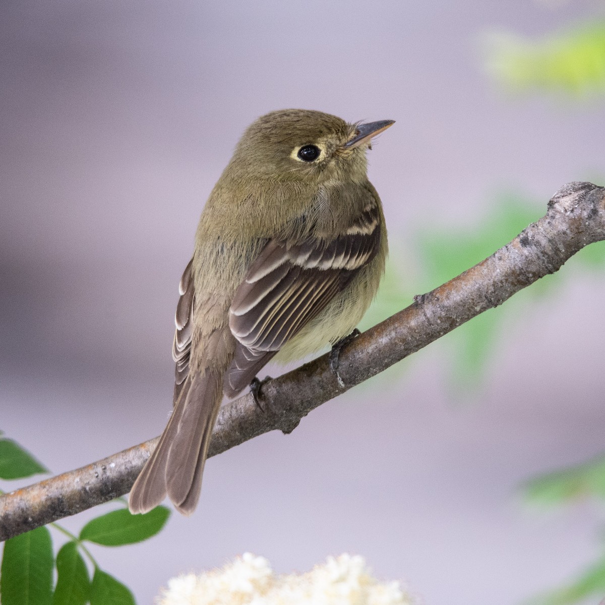 Western Flycatcher (Pacific-slope) - Lyle Grisedale