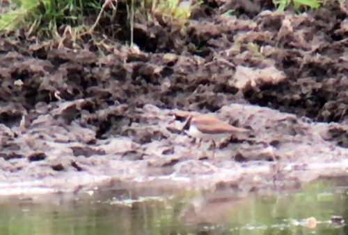 Semipalmated Plover - Carena Pooth