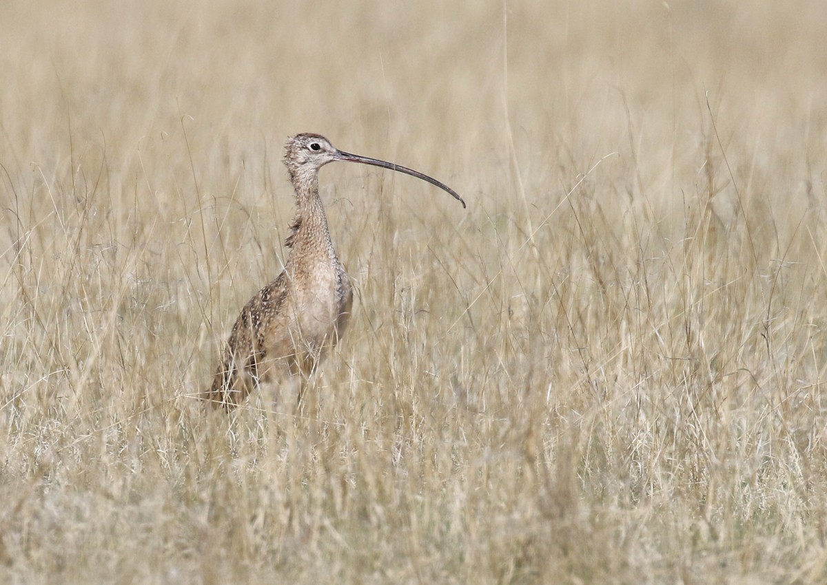 Long-billed Curlew - ML102873931