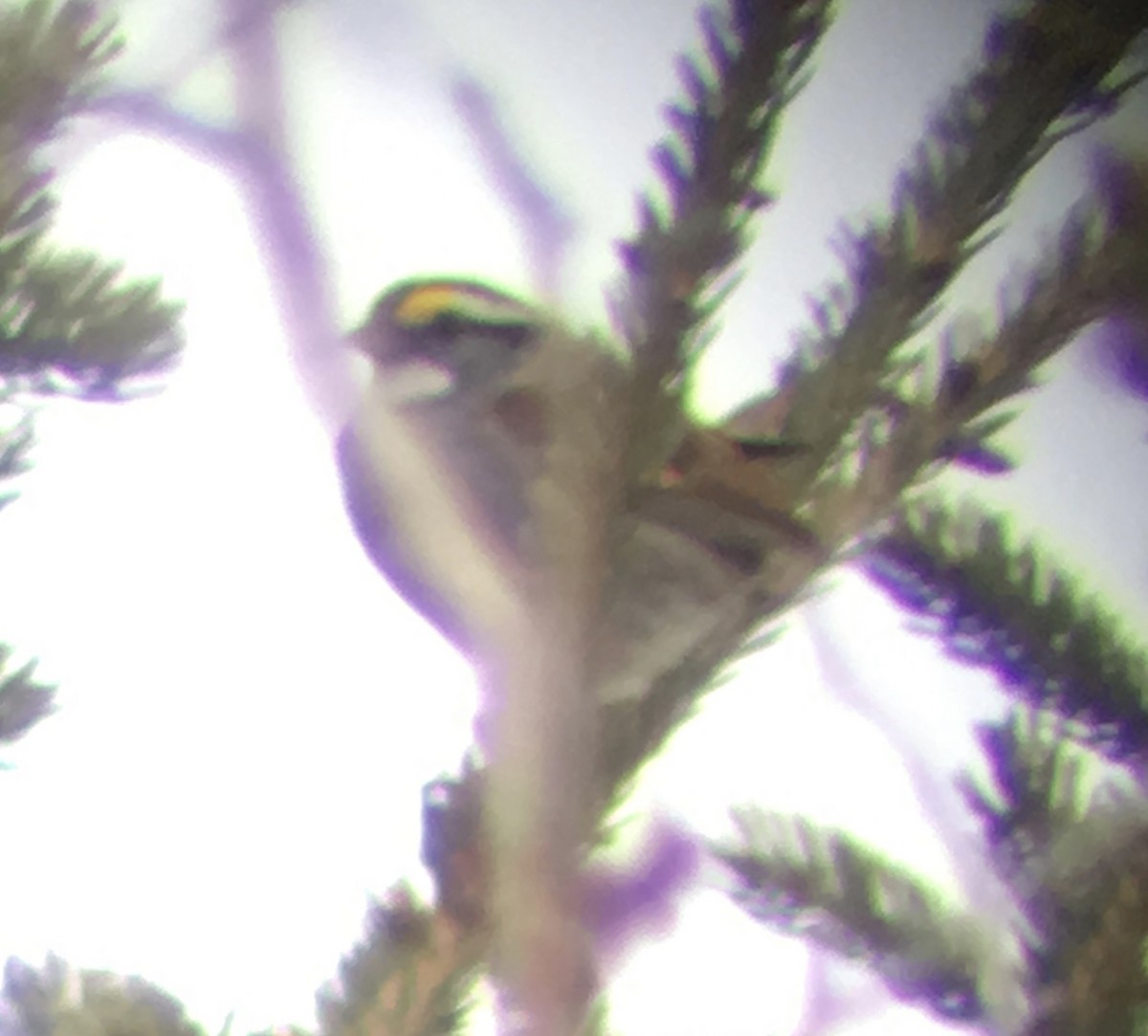 White-throated Sparrow - ML102874221