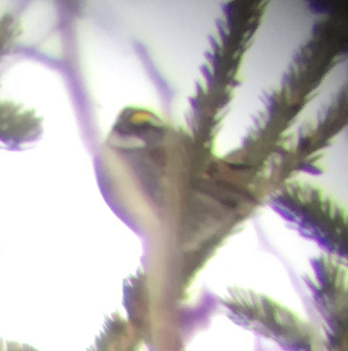 White-throated Sparrow - T A