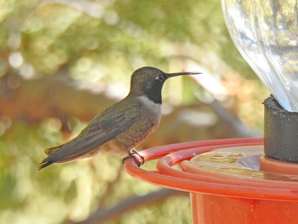Black-chinned Hummingbird - ML102880721
