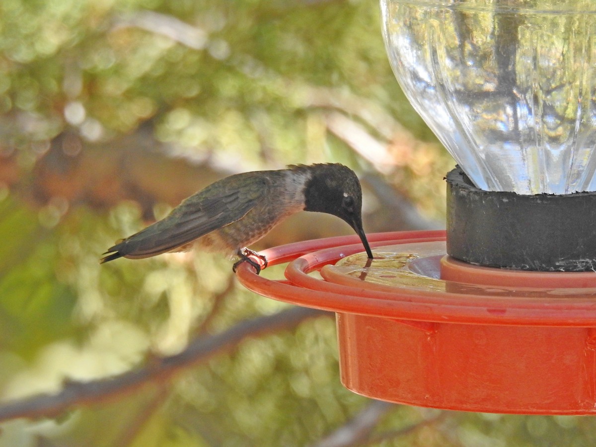 Black-chinned Hummingbird - ML102880761