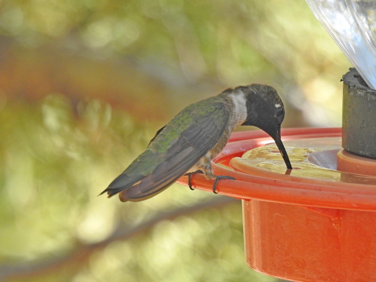 Black-chinned Hummingbird - ML102880801