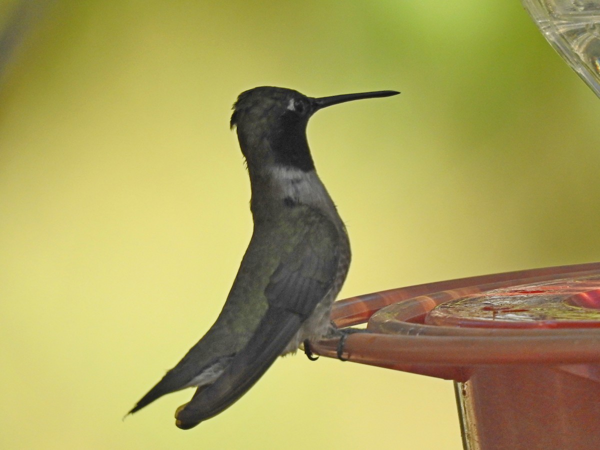 Black-chinned Hummingbird - Bill Ypsilantis