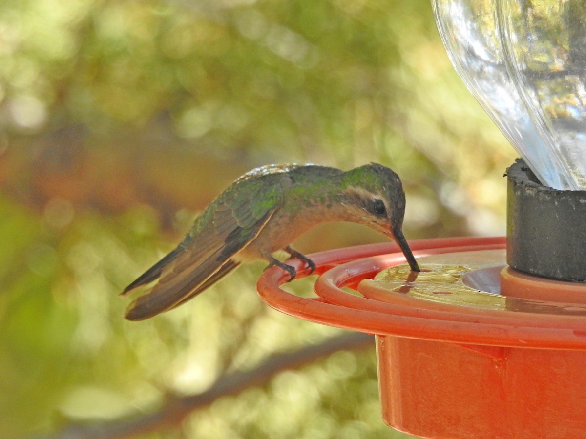 Broad-billed Hummingbird - ML102881051