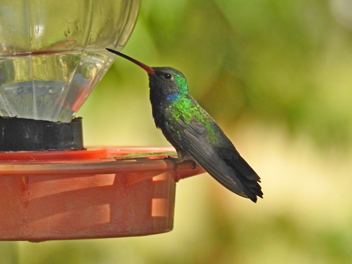 Broad-billed Hummingbird - ML102881131