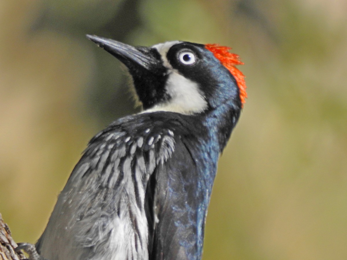 Acorn Woodpecker - Bill Ypsilantis