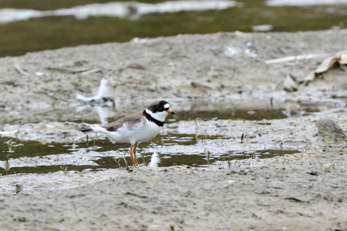 Semipalmated Plover - ML102883001