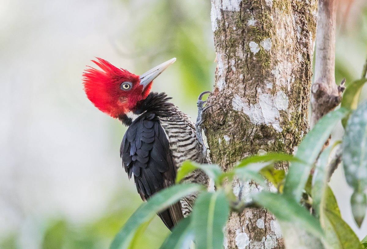 Pale-billed Woodpecker - Arthur Steinberger