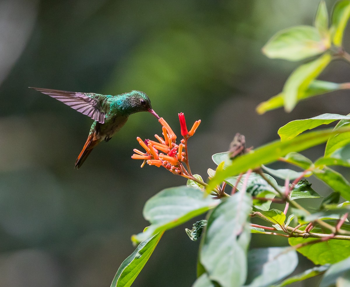 Rufous-tailed Hummingbird - Arthur Steinberger