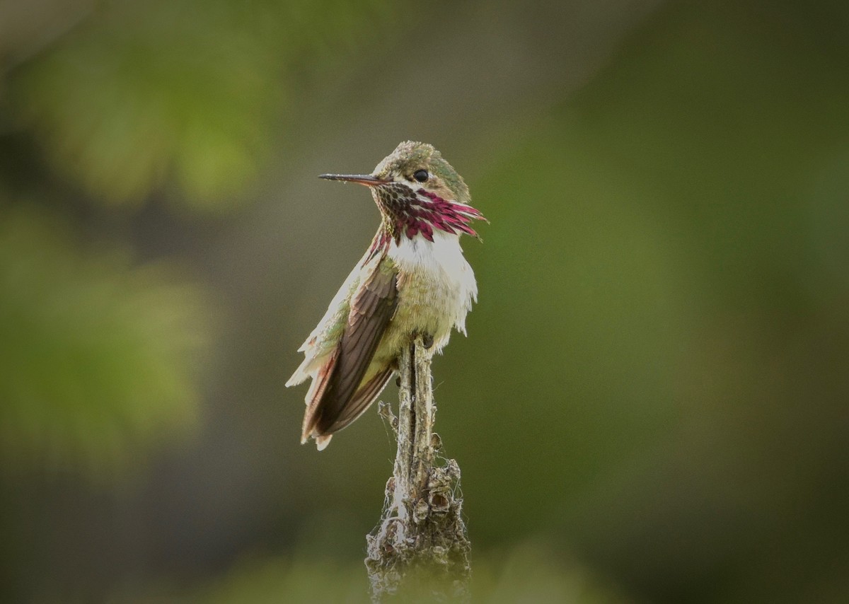 Calliope Hummingbird - Roger Beardmore